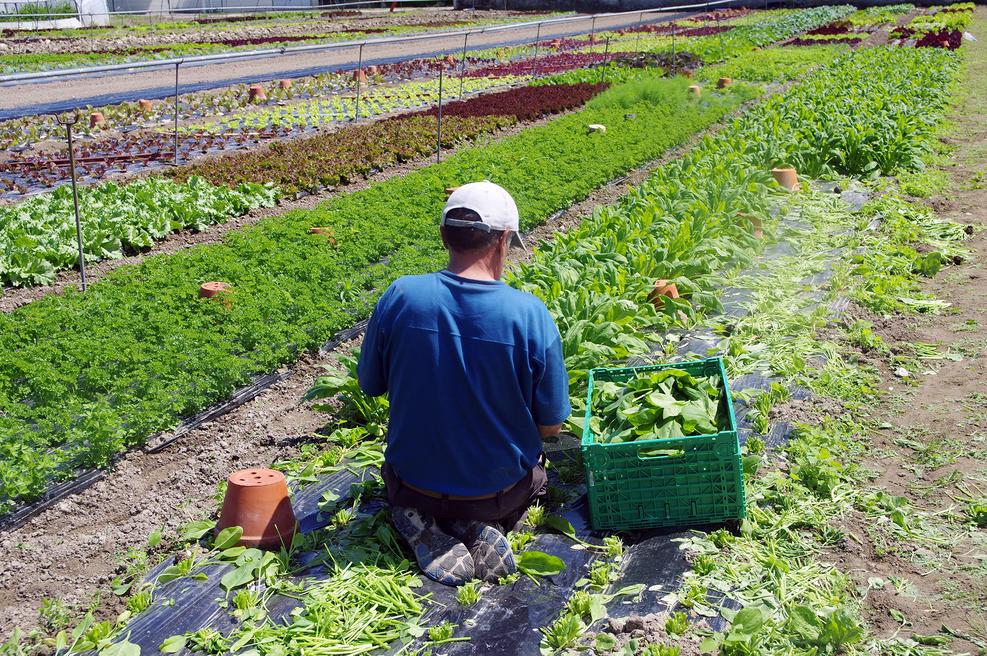 irrigation en maraichage et fertigation image3