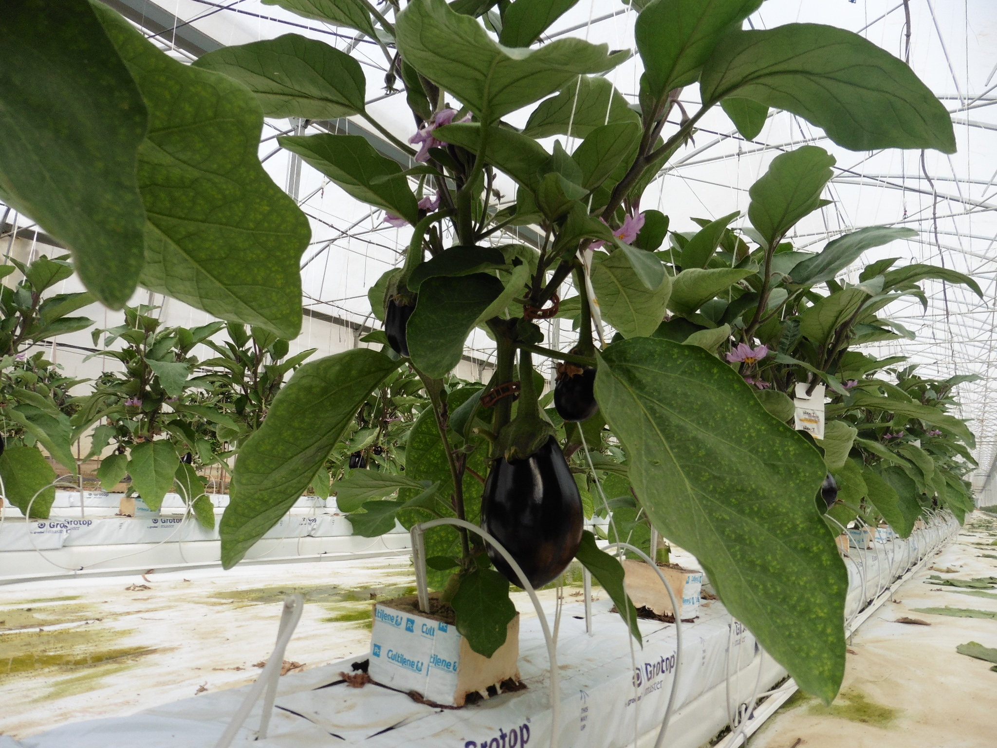 Goutte à goutte hors sol sur aubergine avec pompe doseuse de fertigation