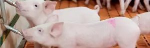 Развъждане на свине