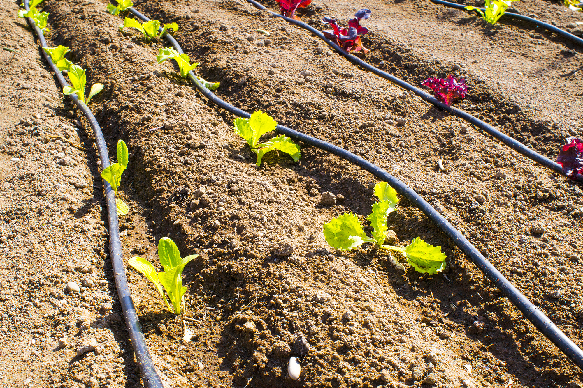 irrigation en maraichage et fertigation image6