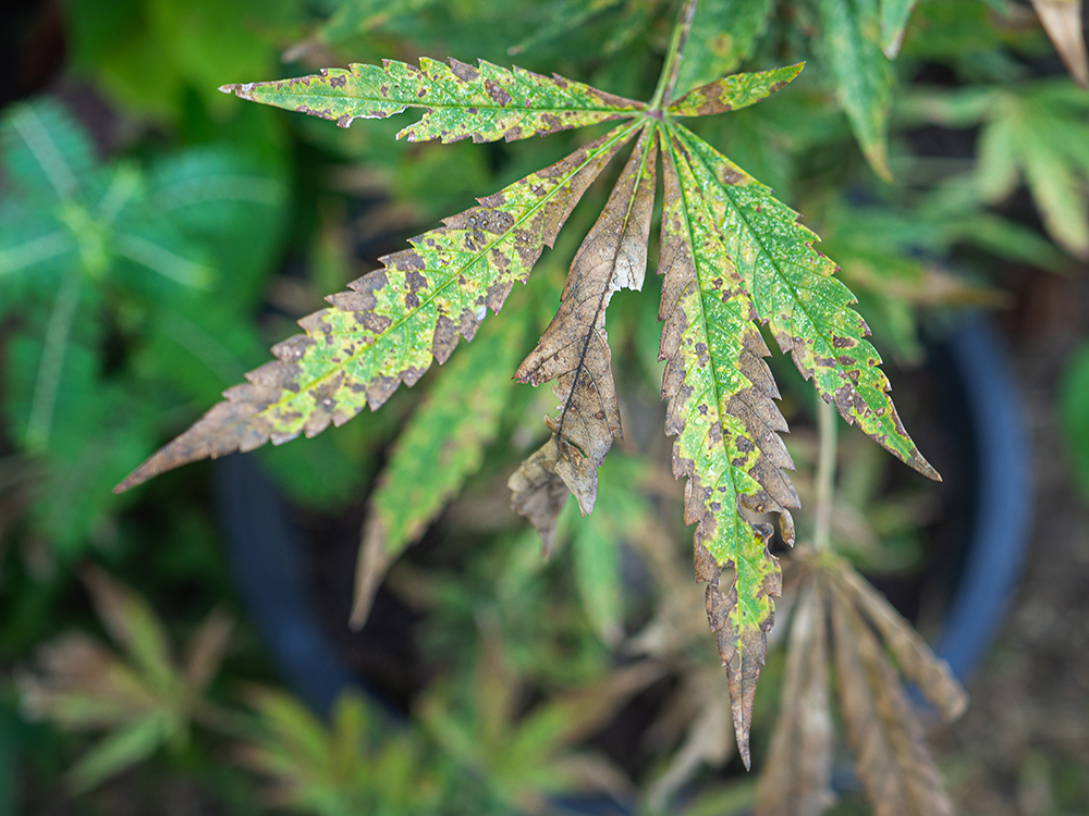 Phosphorus Deficiency in Cannabis img2