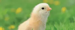 Poultry Breeding