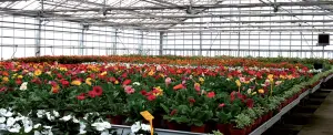 Greenhouse - Nursery