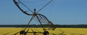 Cultivos de campo